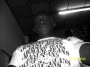 MacCarter