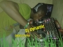 djjdynamic