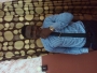 prophethenry
