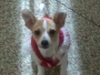 babepuppy