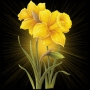 Splendidmj