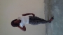 vivianeet