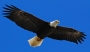 Eagleseyes