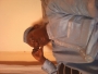 idrispro