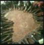 solomongrandy1