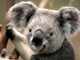 awemorelawlar