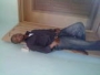 talk2dimo