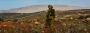 Israeljoy