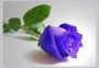 abi4u