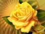 promiselove5