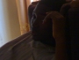ahmed_musa