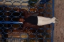 sabook