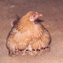 vickure