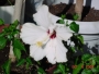 liliand001