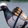 dabrut