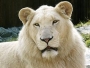WHITELION1