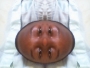 majaliwa