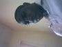 Antorey39