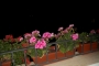 forteta