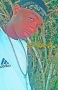 Lil cash
